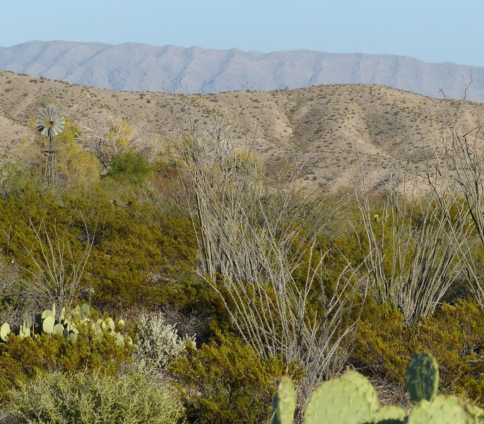 Chihuahuan desert trail